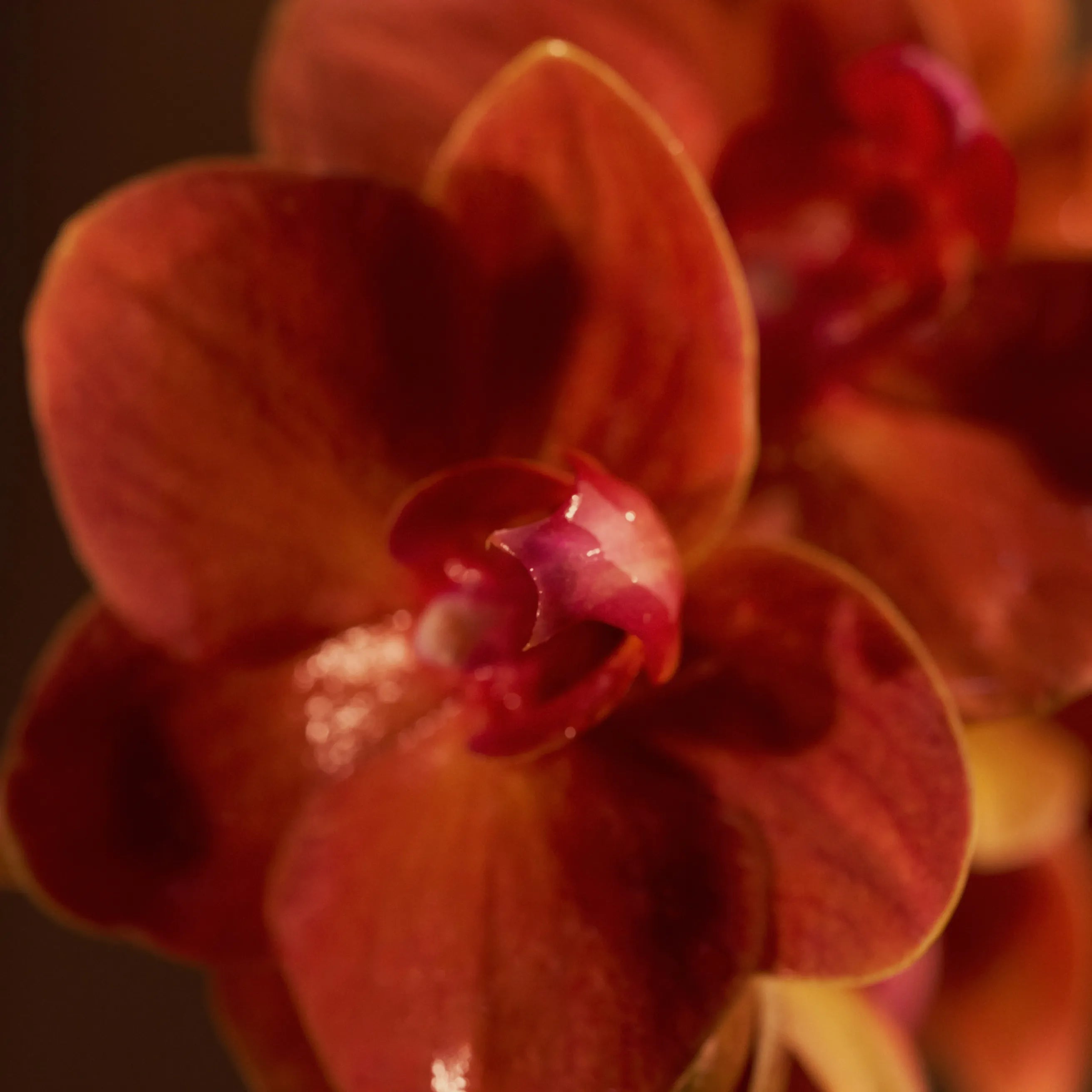 Le secret des fleurs de Bali pour illuminer le teint