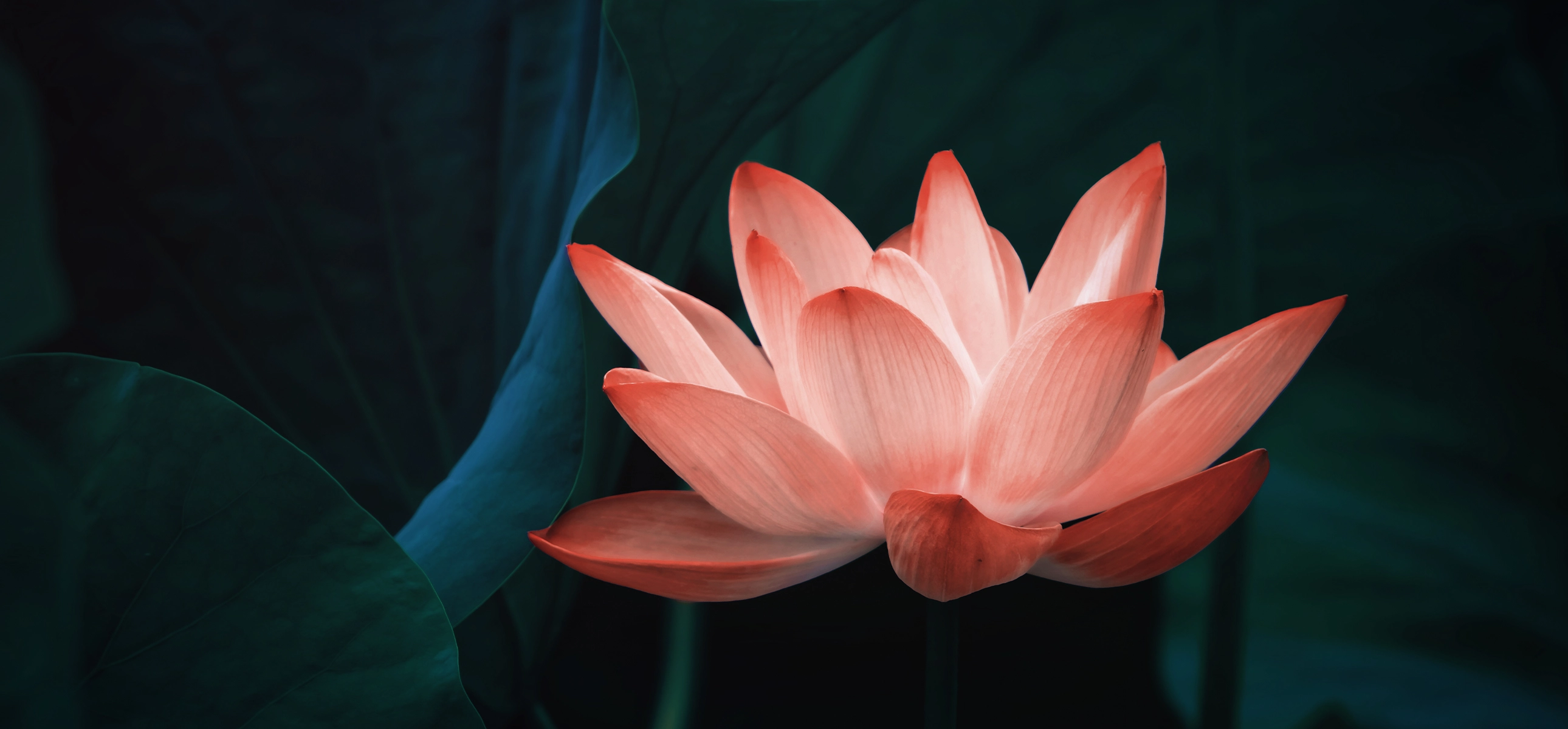 L’art d’offrir pour la Saint-Valentin